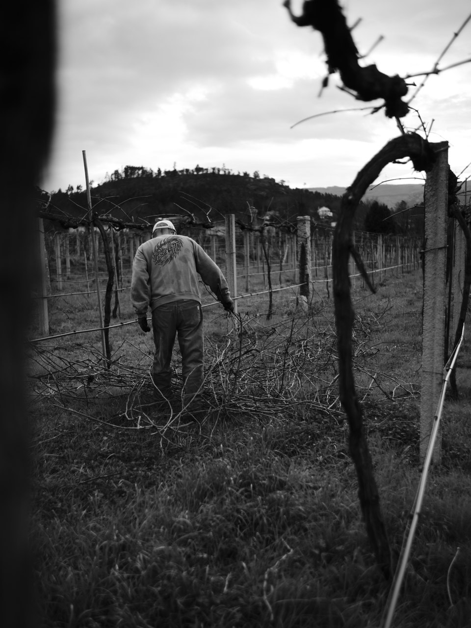 Pruning and clearing old vines is one of the many processes of winemaking. Here we can see my uncle working on our family's vine in the northwest of Portugal, a region known for it's fresh, light and fruity wine, Vinho Verde (young wine). 🇵🇹 Monção