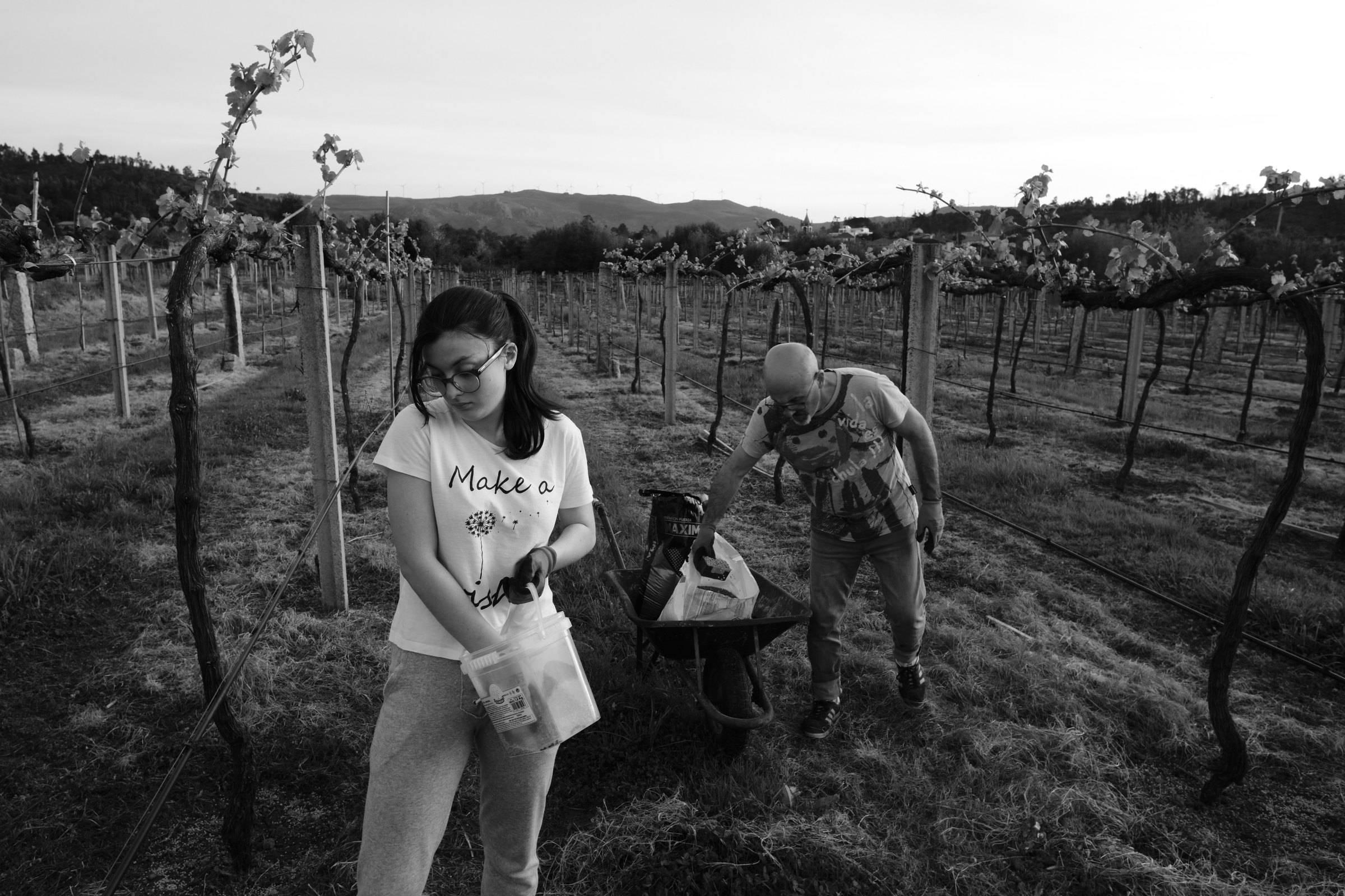 Roughly a month and half after pruning, the vineyard begins to sprout. We take advantage of the wet months to nourish the soil with fertilizer. In another month, these vines will fully embrace spring, bursting into life with a sudden wild growth. 🇵🇹 Monção