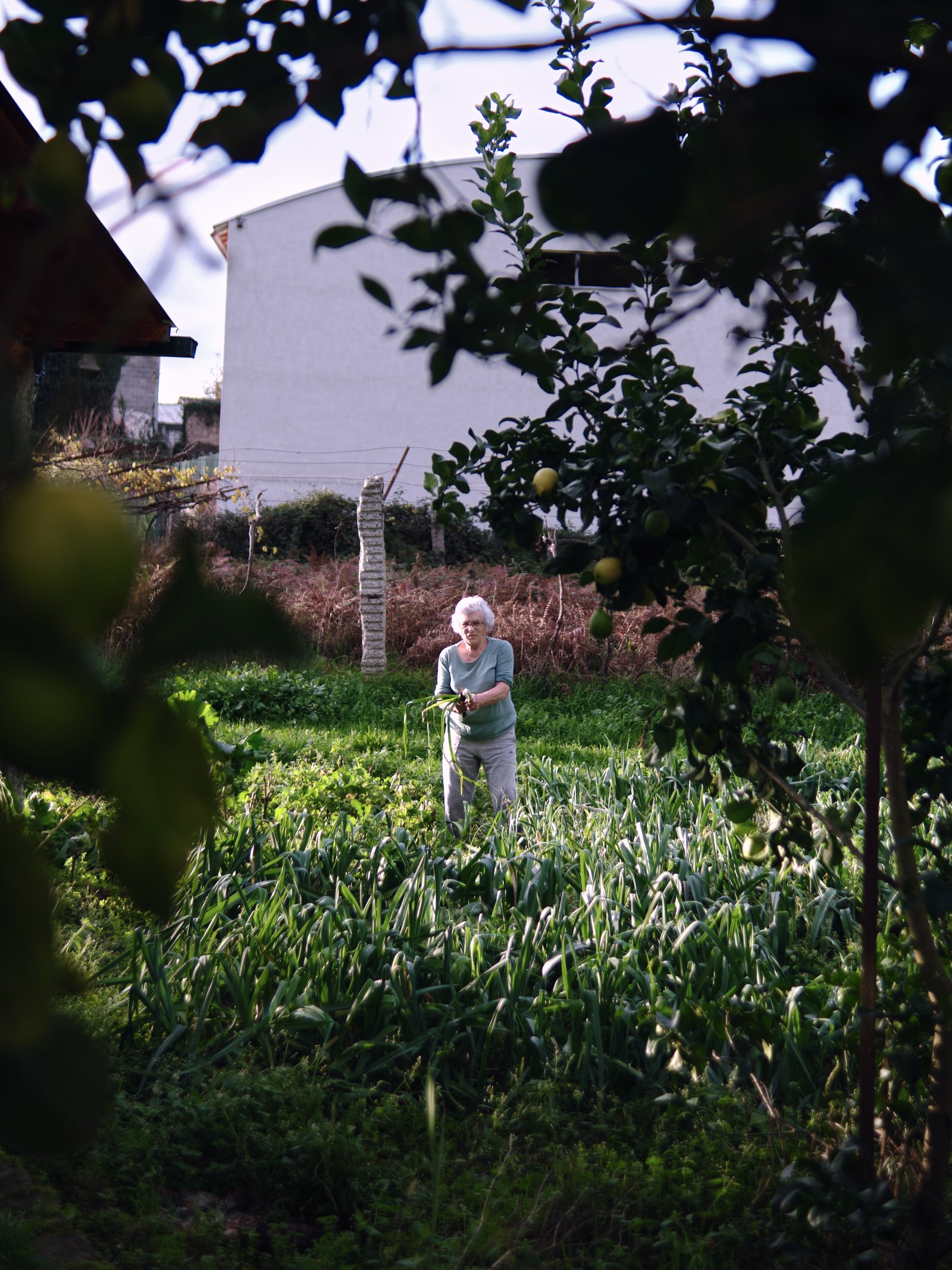 My grandmother picking some leaks, framed by her lemon tree.