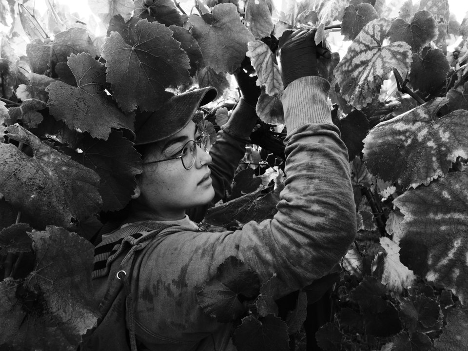 Good harvest means picking carefully. Harvesters check every cluster, removing grapes that are damaged, diseased, or not ready. Since the cooperative will reject a whole 500kg bin over some bad grapes, this detailed selection is essential for vindima to succeed. 🇵🇹 Monção