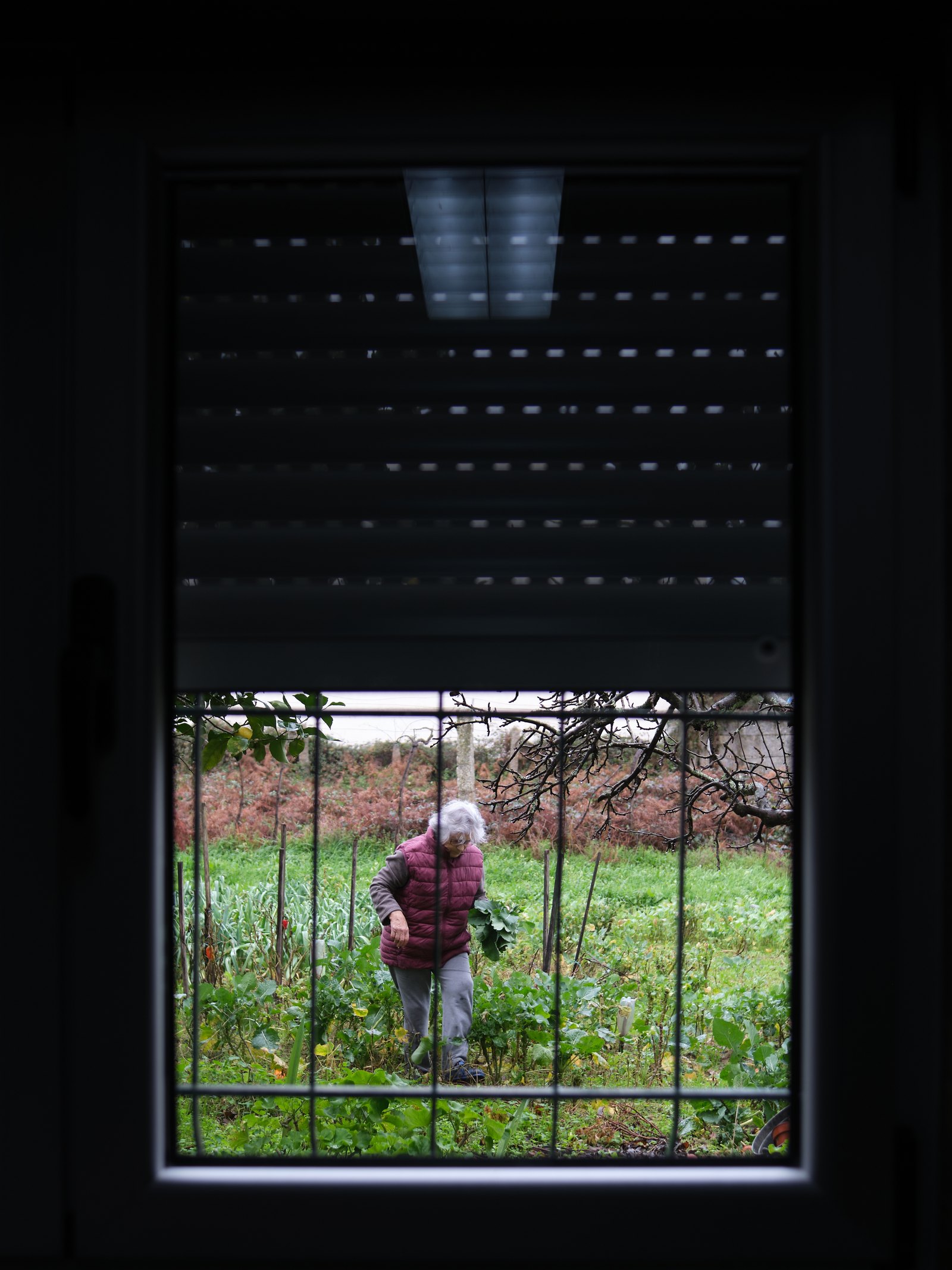 View from my grandmas kitchen while she's picking some cabbage.