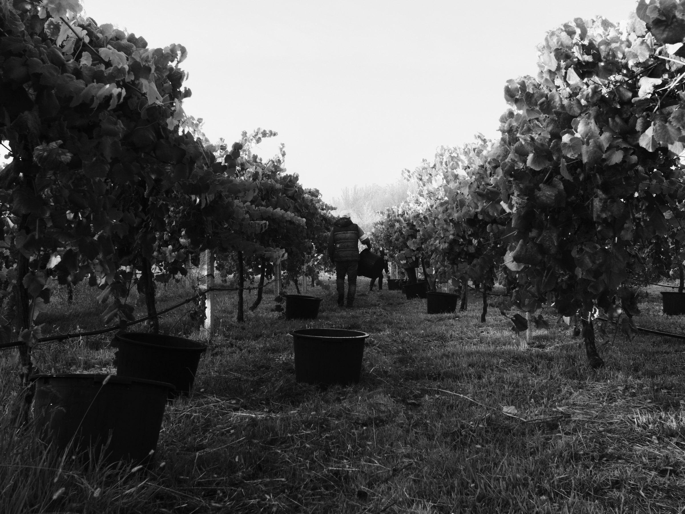 Traditional roles still define vindima. Men handle the bins, distributing empties throughout the rows and collecting the full ones, which can weigh up to 50kg. Women and younger workers stay in the vines, doing the careful work of selecting and picking grapes. Each role depends on the other to keep the harvest moving efficiently. 🇵🇹 Monção
