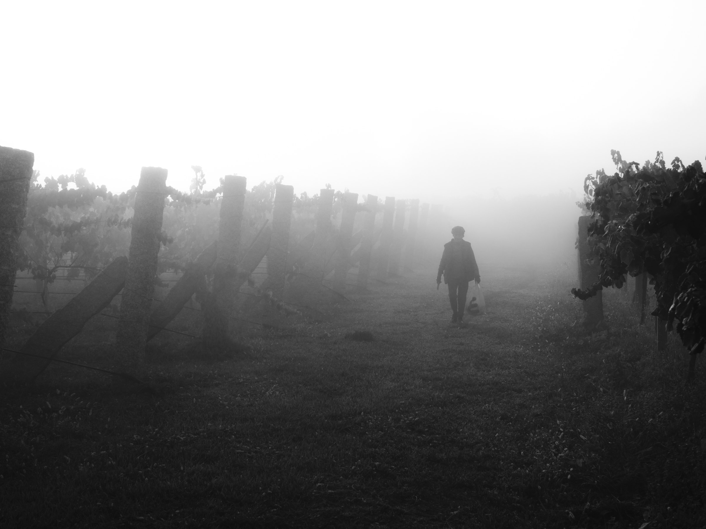 On a cold, foggy September morning, the event everyone has been working and waiting for finally arrives. The harvest "Vindima" that brings family, friends and neighbours together to pick the ripened grapes ready for wine. Each grape carries months of sun, rain, and patient cultivation, now ready to begin its journey from vineyard to cellar. 🇵🇹 Monção
